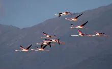 Flamands du lac de Kerkini