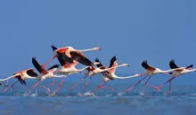 Les flamands roses de Kerkini