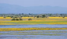 Paysage fleuri du lac de Kerkini