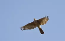 Hibou en pleiln vol au dessus du lac de Kerkini