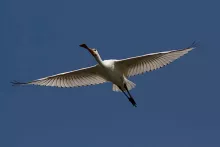 Oiseau en plein vol