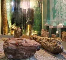 Exposition de troncs fossilisés au Musée de la forêt petrifiée de Lesbos