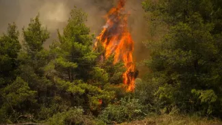 Un arbre englouti par les flammes ce mardi 10 août sur l'île d'Eubée, où le feu progresse. ANGELOS TZORTZINIS / AFP


