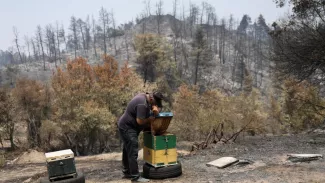 Entre 60 et 70% du miel de pin grec provenait d'Eubée. Les apiculteurs locaux ne peuvent que constater la destruction de leurs ruches. - reuters


