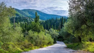 Cyprès, oliviers et montagnes verdoyantes au centre de l'île.