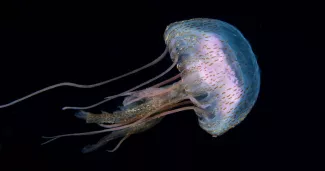 La méduse "Pelagia noctiluca".