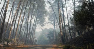 La Teste-de-Buch, le 19 juillet 2022. Intervention des pompiers lors des incendies en Gironde.


