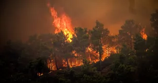 Des pins en flammes sur l'île touristique grecque de Rhodes, le 22 juillet 2023.