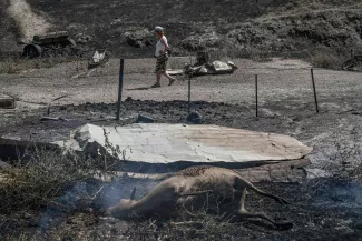 Dans la région de Volos, en Grèce, la détresse des éleveurs qui ont tout perdu dans les incendies.