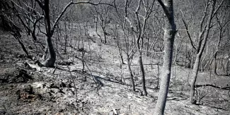 Comme ici à Evros, les incendies ravagent depuis onze jours la Grèce.