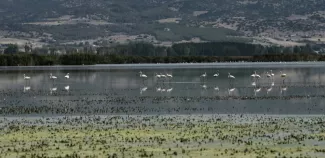 
                Des flamants roses dans le lac Koronia asséché en raison de la sécheresse prolongée et des températures très élevées enregistrées cet été, près de Thessalonique, en Grèce, le 9 septembre 2024

                
                     - 
                

                Sakis MITROLIDIS - Thessalonique (AFP)
            