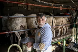 Le berger Yannis Karganis trait ses brebis dans sa ferme sur l'île égéenne de Naxos, le 11 novembre 2022. ARIS MESSINIS / AFP