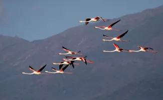 Flamands du lac de Kerkini