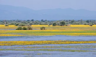 Paysage fleuri du lac de Kerkini