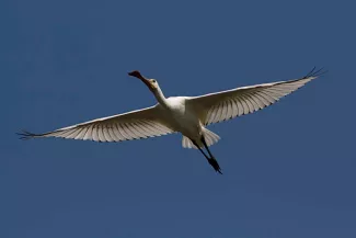 Oiseau en plein vol