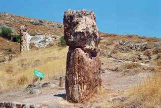 Forêt petrifiée de Lesbos