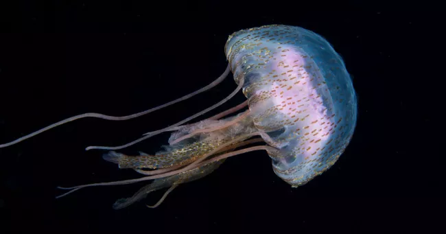 La méduse "Pelagia noctiluca". Photo prise dans les eaux espagnoles, en 2021. Photo Sergio Hanquet/Biosphoto/AFP


