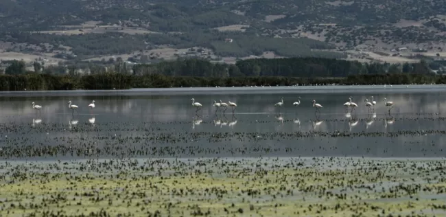 
                Des flamants roses dans le lac Koronia asséché en raison de la sécheresse prolongée et des températures très élevées enregistrées cet été, près de Thessalonique, en Grèce, le 9 septembre 2024

                
                     - 
                

                Sakis MITROLIDIS - Thessalonique (AFP)
            