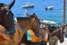 Des horaires allégés pour les ânes qui trimbalent les touristes sur Santorin. Image: DR/photo d'illustration


