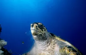 tortue caretta