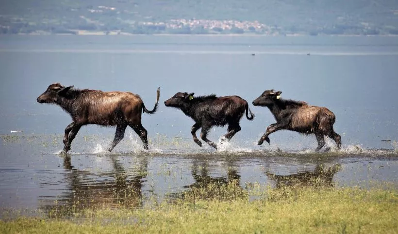 Buffles sur le lac de Kerkini