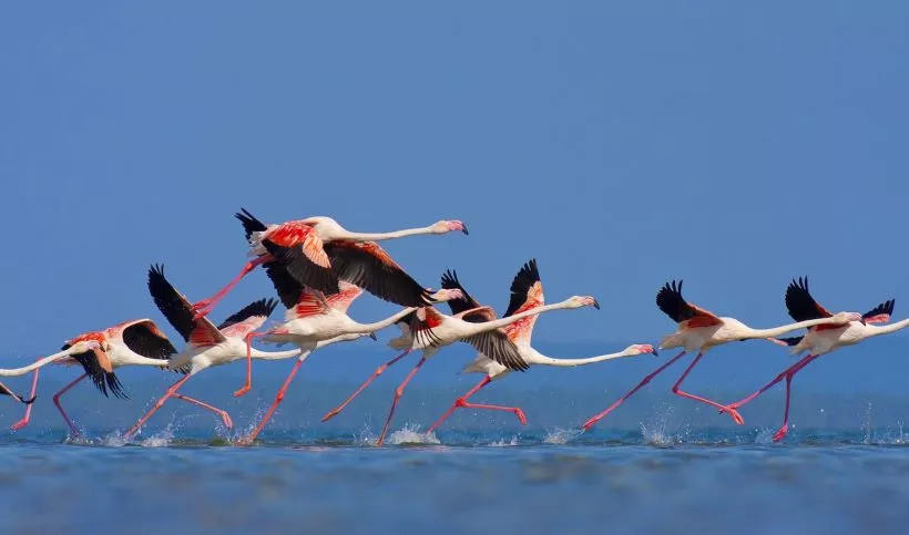 Les flamands roses de Kerkini