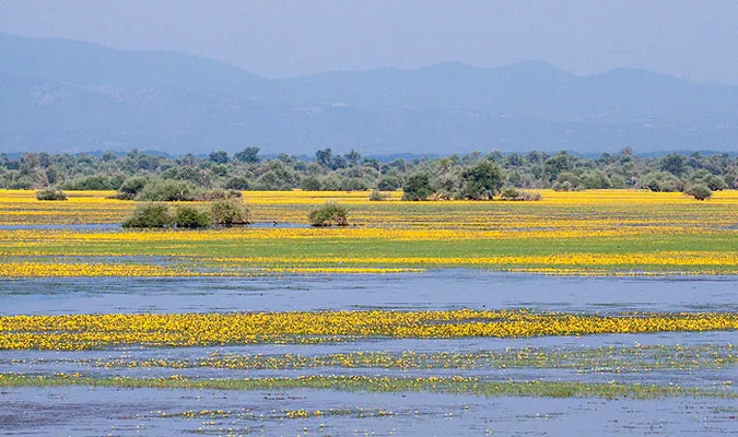 Paysage fleuri du lac de Kerkini