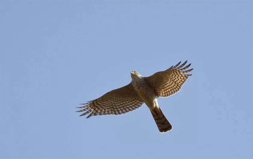 Hibou en pleiln vol au dessus du lac de Kerkini