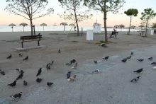 Pigeons sur la plage de Glyfada