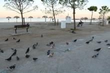 Pigeons sur la plage de Glyfada