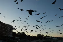 Oiseaux au bord de mer à Glyfada