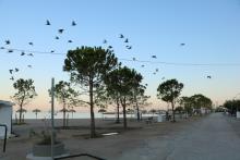 Oiseaux au bord de mer à Glyfada
